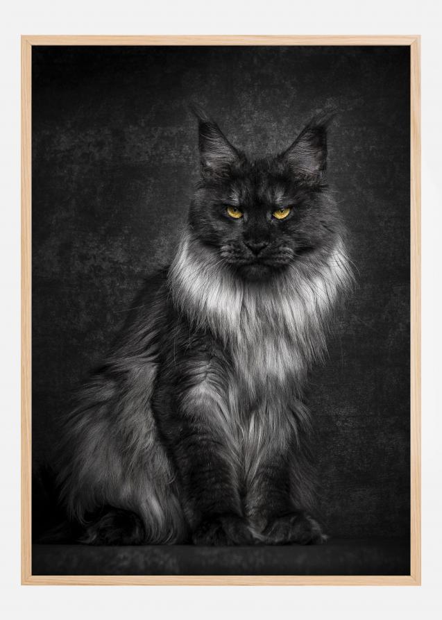 Maincoon Poster
