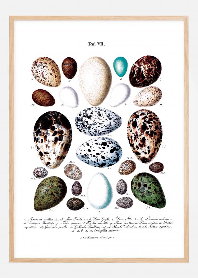 Planche avec œufs d'oiseaux Poster