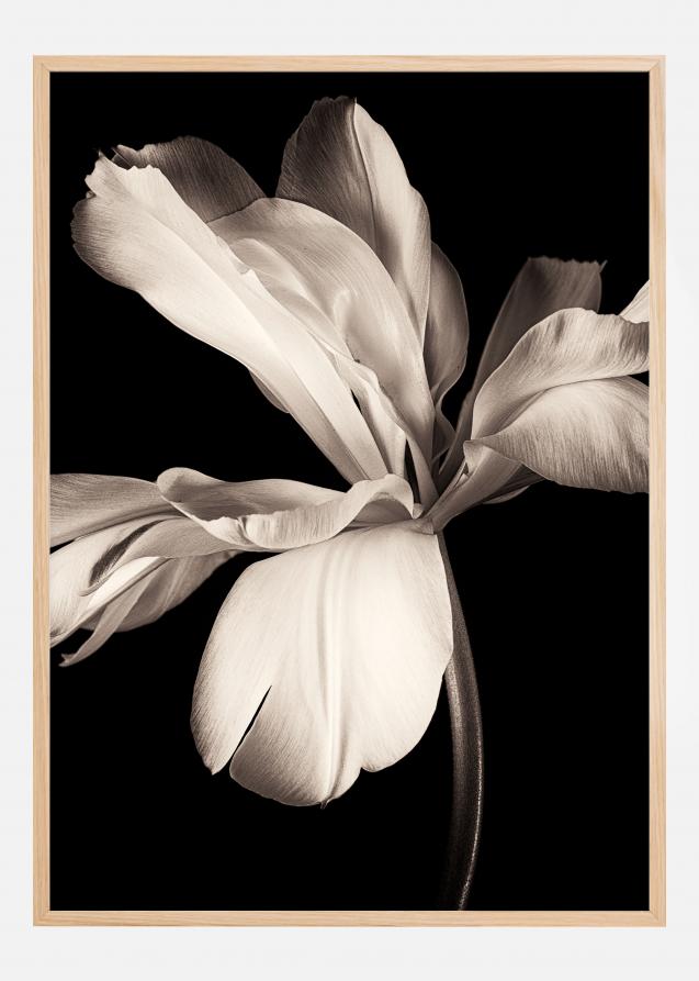 Dark Macro Flower Poster