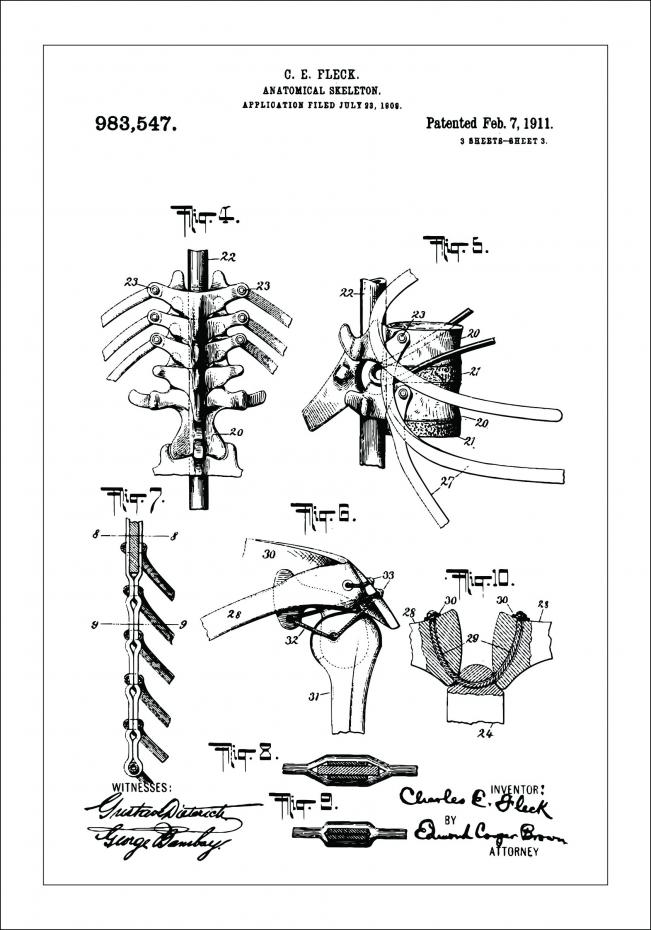 Dessin de brevet - Squelette anatomique III - Poster