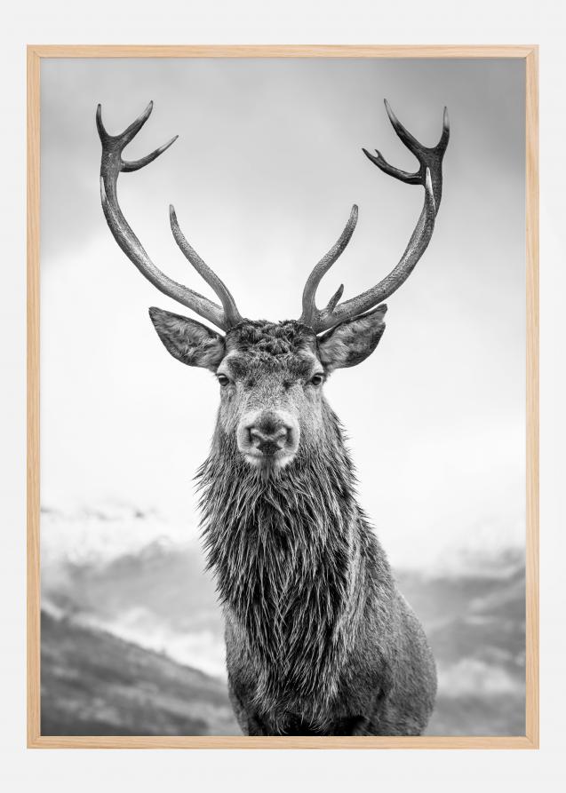 Curious Deer Poster