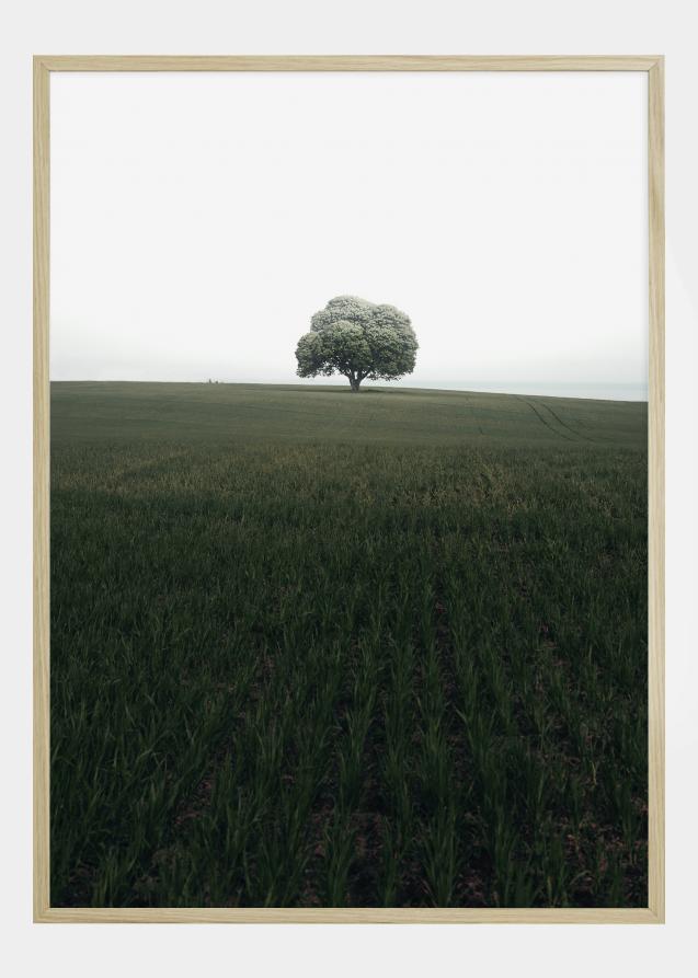The lonely oak tree Poster