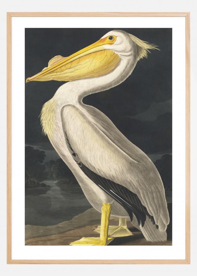 American White Pelican Poster