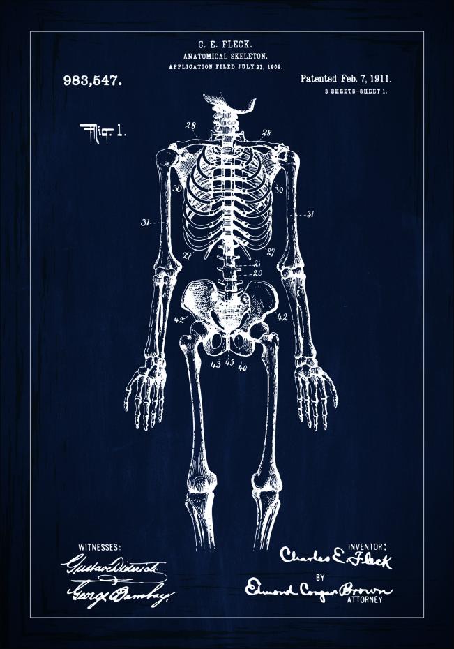 Dessin de brevet - Squelette anatomique I - Bleu Poster