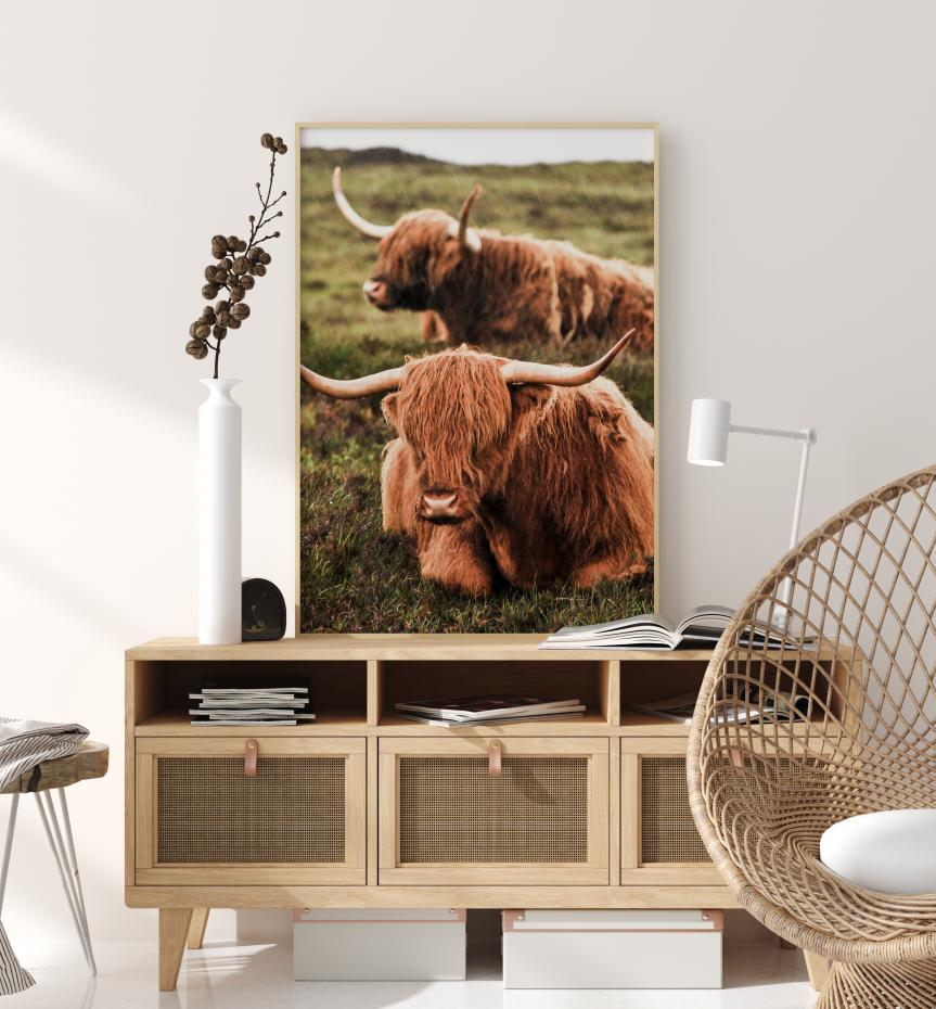 Highland Cattle Poster
