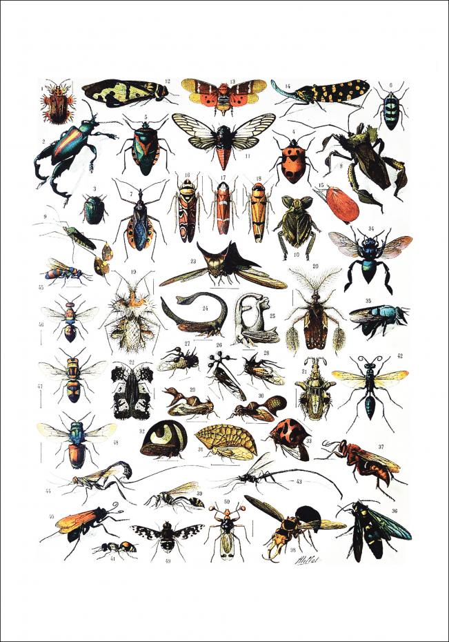 Planche avec insectes I Poster