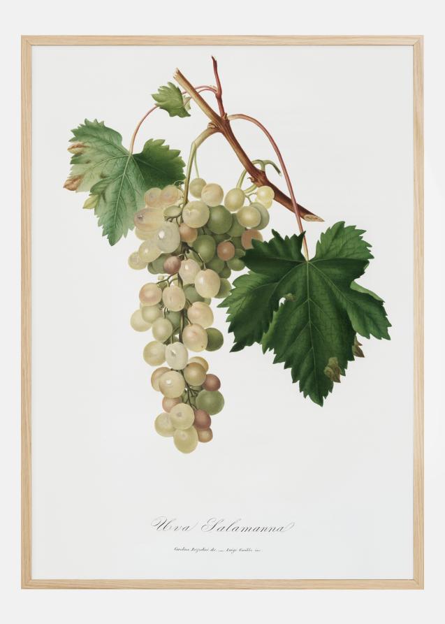 Grapes I Poster