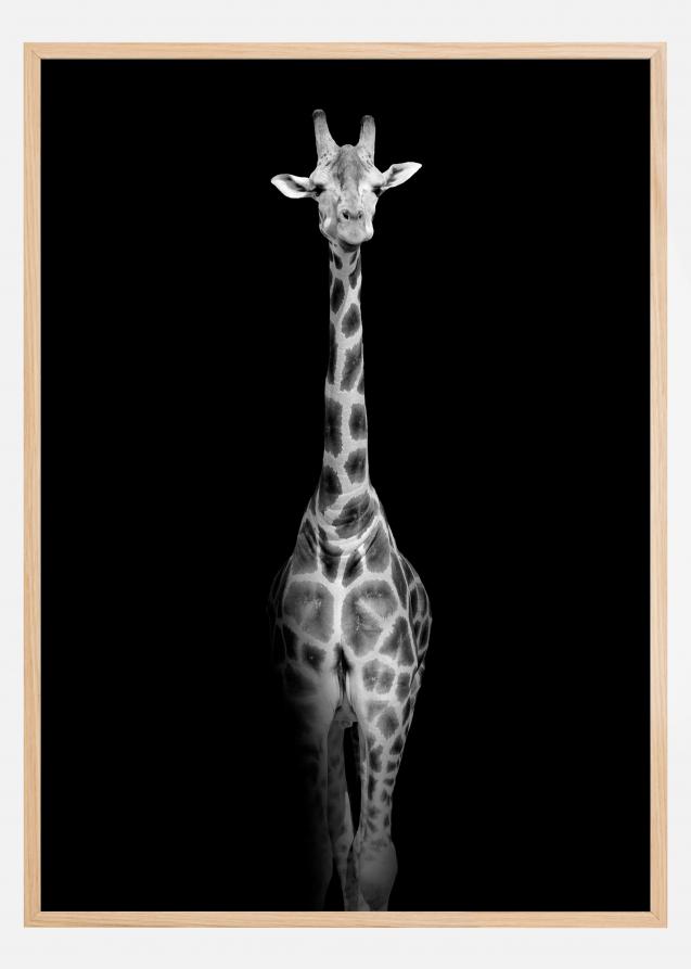 Stunning giraffe Poster