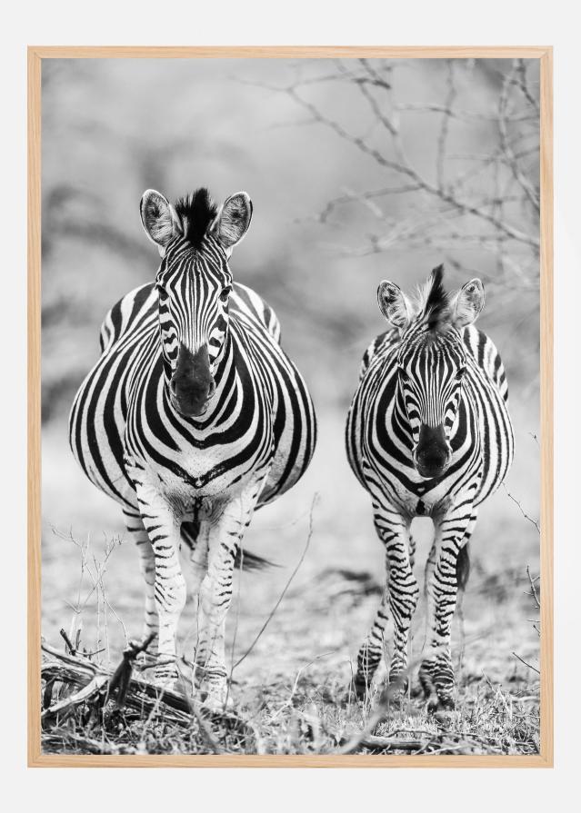 Striped Horse Front On Poster