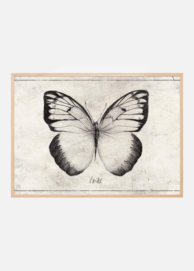 Sketch Of A Butterfly Poster