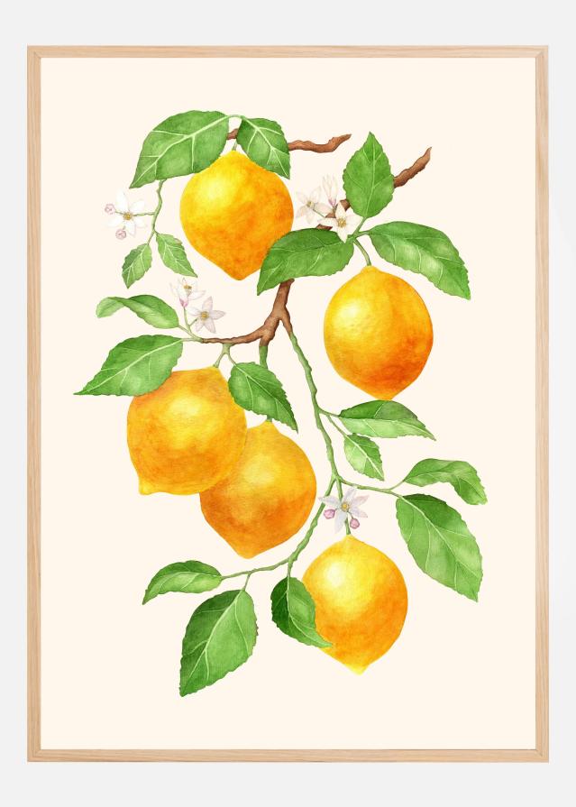 Limao II - Citrus Fruit Poster