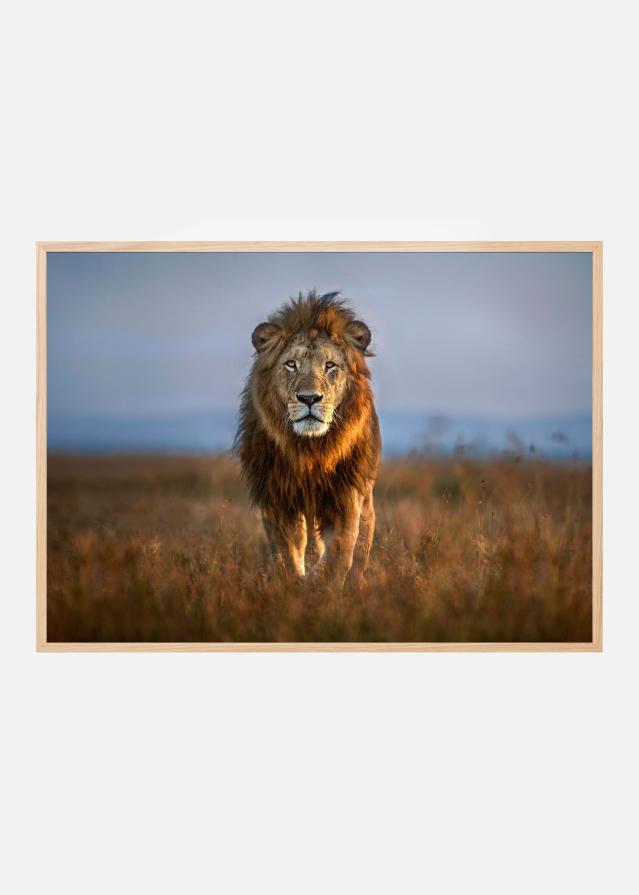 Lion Close Up Poster