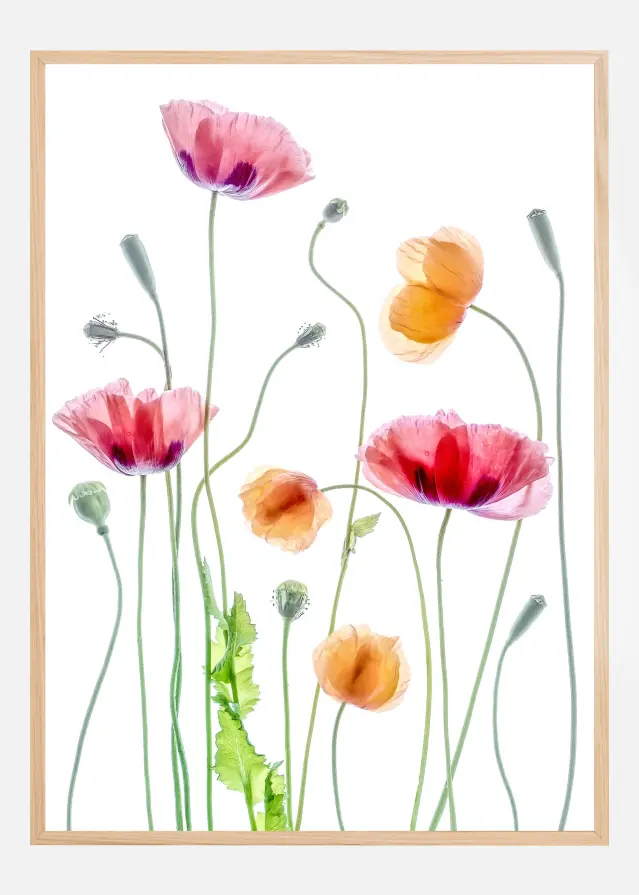 Poppies Poster