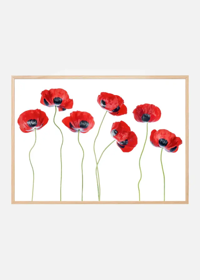Ladybird Poppies Poster
