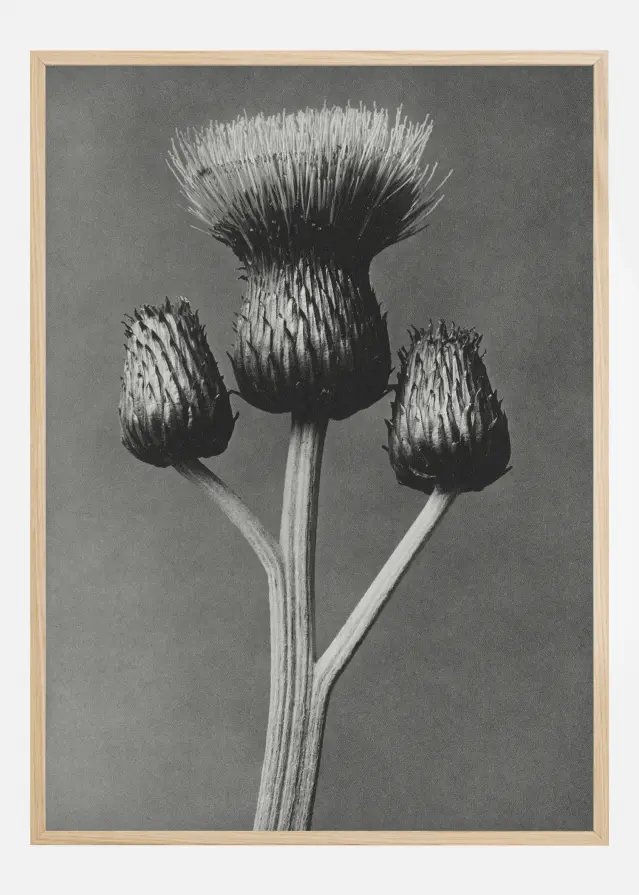 Grey Flower I Poster