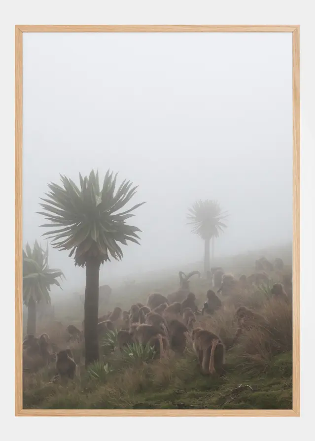 Walia Ibex Into A Gelada Troop Poster