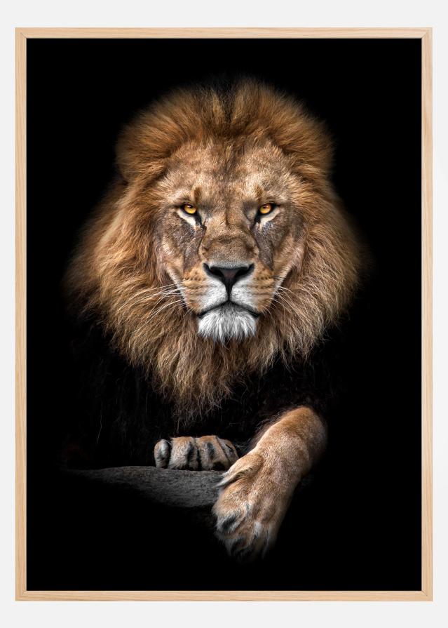 Focused Lion Color Poster