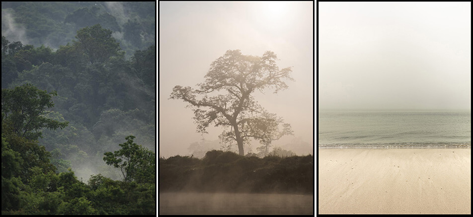 Deux posters avec motifs de nature - forêt tropicale, arbre dans la brume, plage déserte